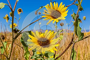 New Mexico Sunflowers