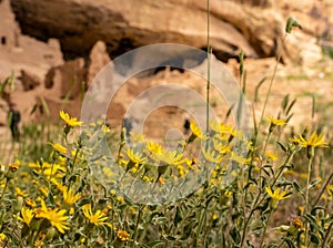 New Mexico Sunflowers in Focus in Front of Blurry Cliff Dwelling