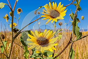 New Mexico Sunflowers photo