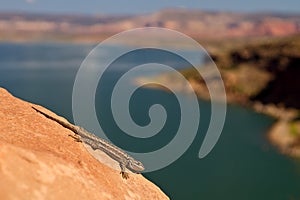 New Mexico whiptail lizard