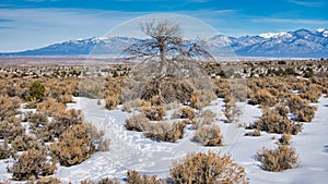 New Mexico Wild West Landscape with Lone Tree in the Snow