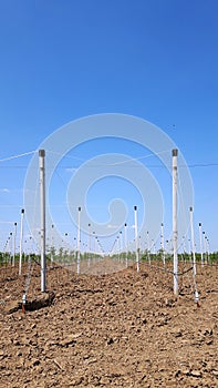 New modern apples growing site