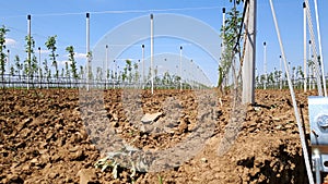 New modern apples growing site