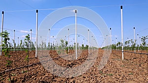 New modern apples growing site