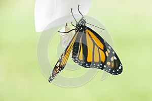 New monarch butterfly with chrysalis