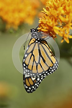 New Monarch Butterfly (Danaus plexippus)