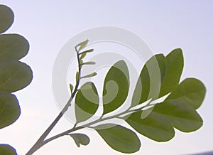 a new and old outgrowth