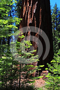 Redwood Trees