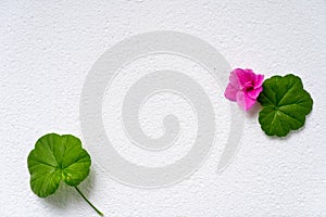 New and older concept. Two green leaves on white background. Ecology concept
