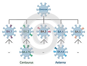 The new Omicron variants Centaurus BA.2.75 and Aeterna BA.4.6 are schematically represented on the Omicron genetic family tree.