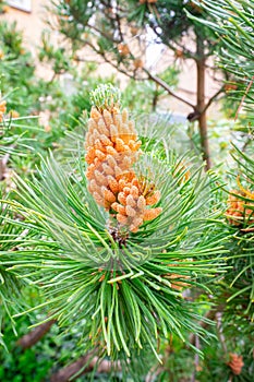 New orange colored cones of a pine tree