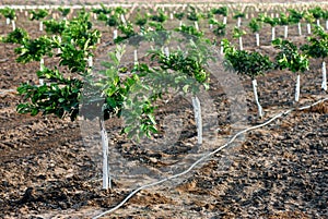New orange seedlings