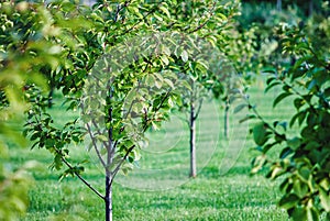 New orchard with cherry trees growing in rows