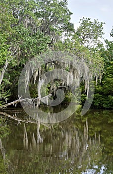 New Orleans Bayou with Spanish Moss on a Tree