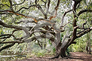 New Orleans City Park Oak Tree photo