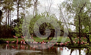 New Orleans the flock of flamingo March 2002