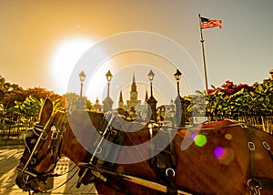 New Orleans Horse and Buggy