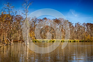 New Orleans Swamps