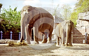New Orleans two elephants March 2002