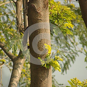 New outgrowth on the tree