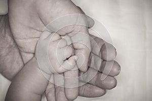 New parent holds his newborn infant baby`s hand for the first time. Parent holding newborns hand. Hand in hand. Parenthood. Mother