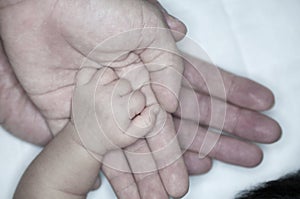 New parent holds his newborn infant baby`s hand for the first time. Parent holding newborns hand. Hand in hand. Parenthood. Mother