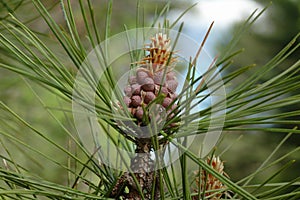 New PIne Cone