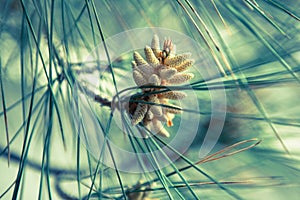 New pine cone sprout on pine branch, close-up. Blooming evergreen pine tree for publication, design, poster, calendar