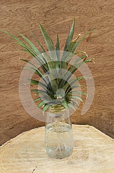 New Pineapple Plant Growing In Bottle With Water