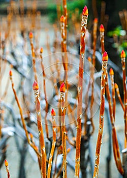 New pink tipped spring flower buds.