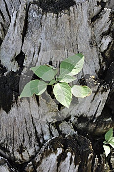 New plant in Palm tree trunk