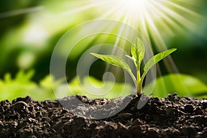 New plant sprouts in fertile soil, surrounded by greenery, glowing in sunlight, symbolizing growth and renewal