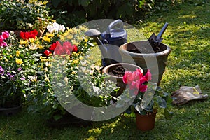 New plants in flowerpots for autumn garden photo