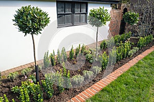 New plants including bay trees planted in a flower bed edged by bricks in front of a white wall of an outhouse or garage.