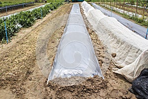 New plastic sheeting weed barrier in garden