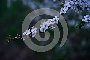 White flowers of cherry tree blossoms photo