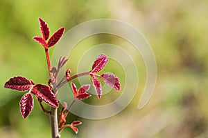 New poison oak Toxicodendron diversilobum leaves and berries, California photo