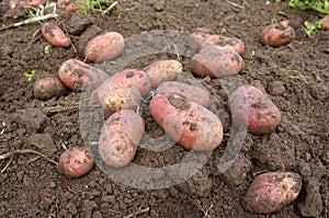 New potatoes freshly dug