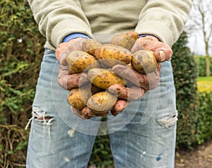 New Potatoes