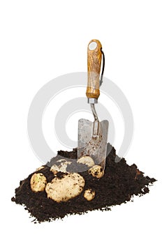 New potatoes in soil