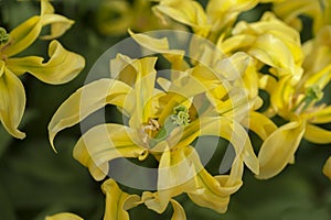 New presented Viridiflora Tulipa TL 14 flower portrait closeup, selective focus