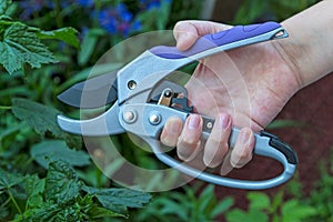 New pruner in hand