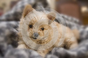 New Puppy in Blanket