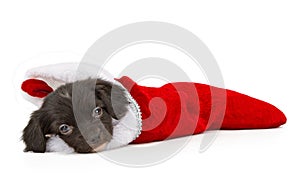 New puppy in a Christmas stocking