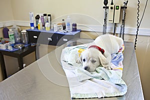New Puppy at the Veterinarian`s Office