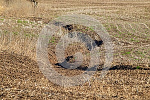 A new ravine on an agricultural field - soil erosion. Water erodes the soil