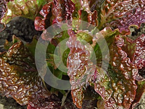 New Red Fire Lettuce leaves grown in the garden. Red Sails Lettuce, lettuce cultivars with red leaves. Organic vegetable gardening