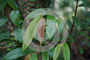 New red leaf in forest