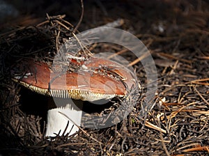 New Red Mushroom