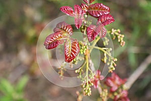 New Red Poison Oak Leaves Blooming In Early Spring Close Up High Quality